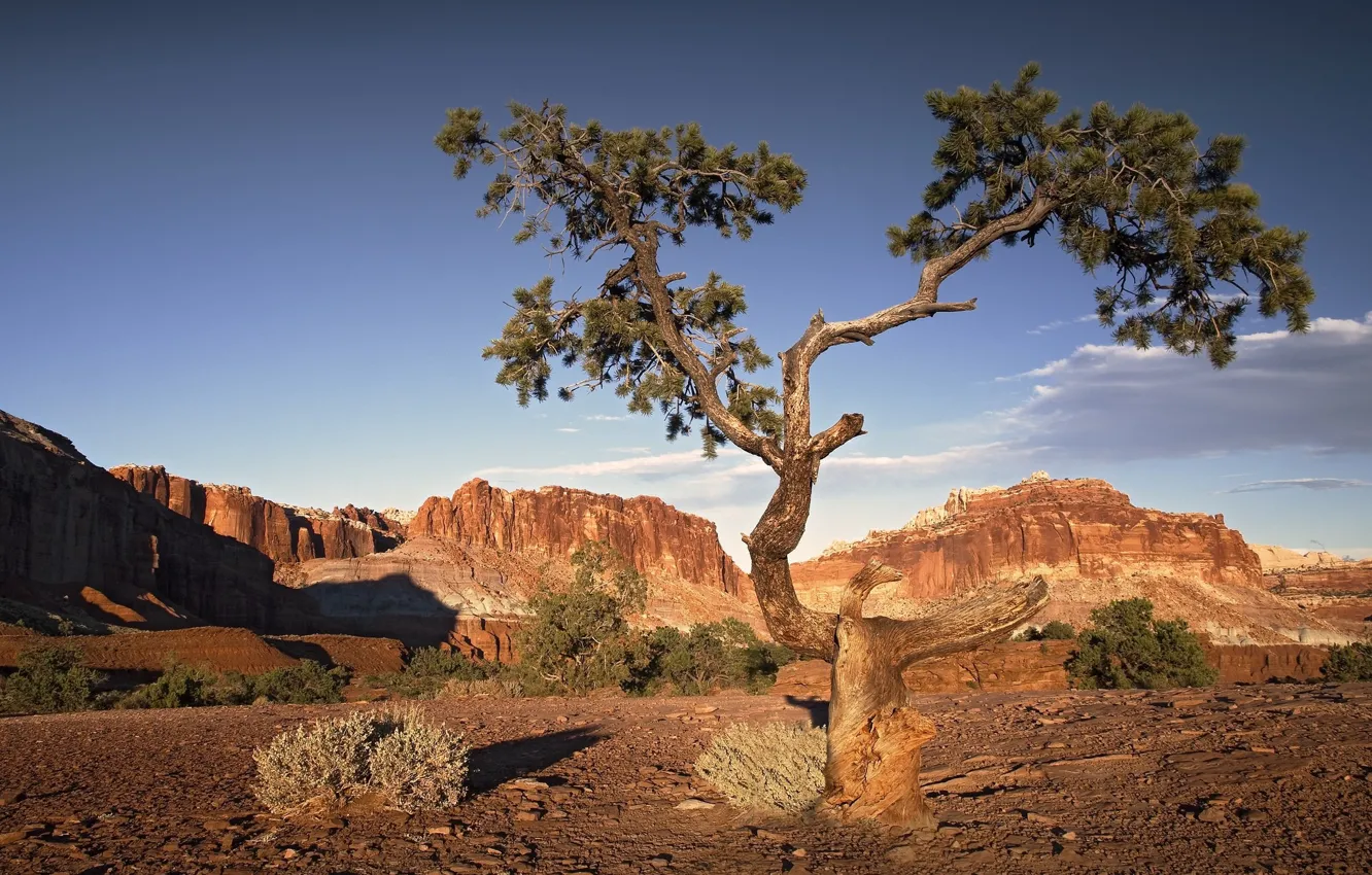Фото обои дерево, скалы, пустыня