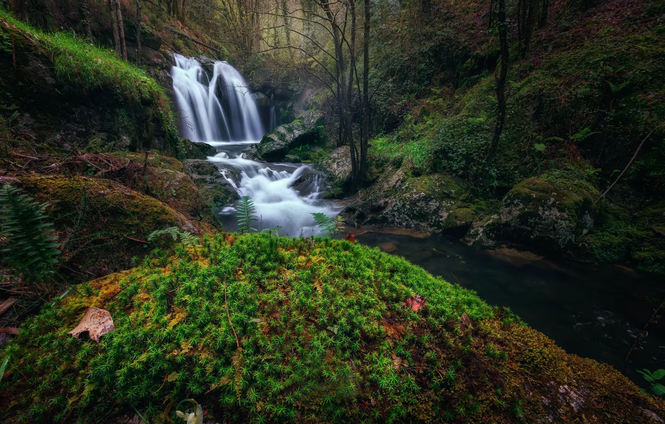 Фото обои лес, ручей, водопад, мох, речка, Испания, Spain, Galicia