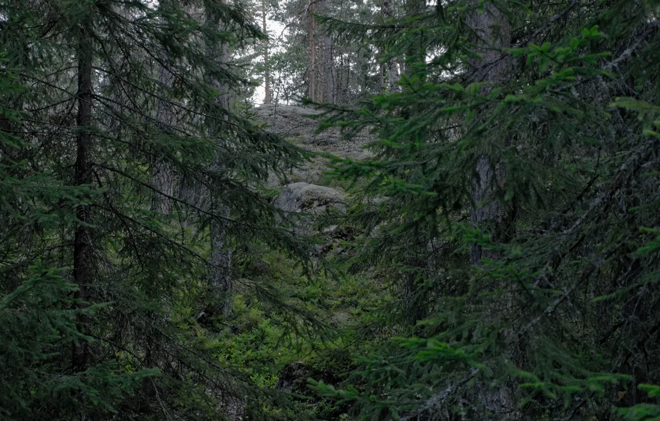 Фото обои лес, деревья, природа, Финляндия, Finland, Espoo, Эспоо, Национальный парк Нууксио
