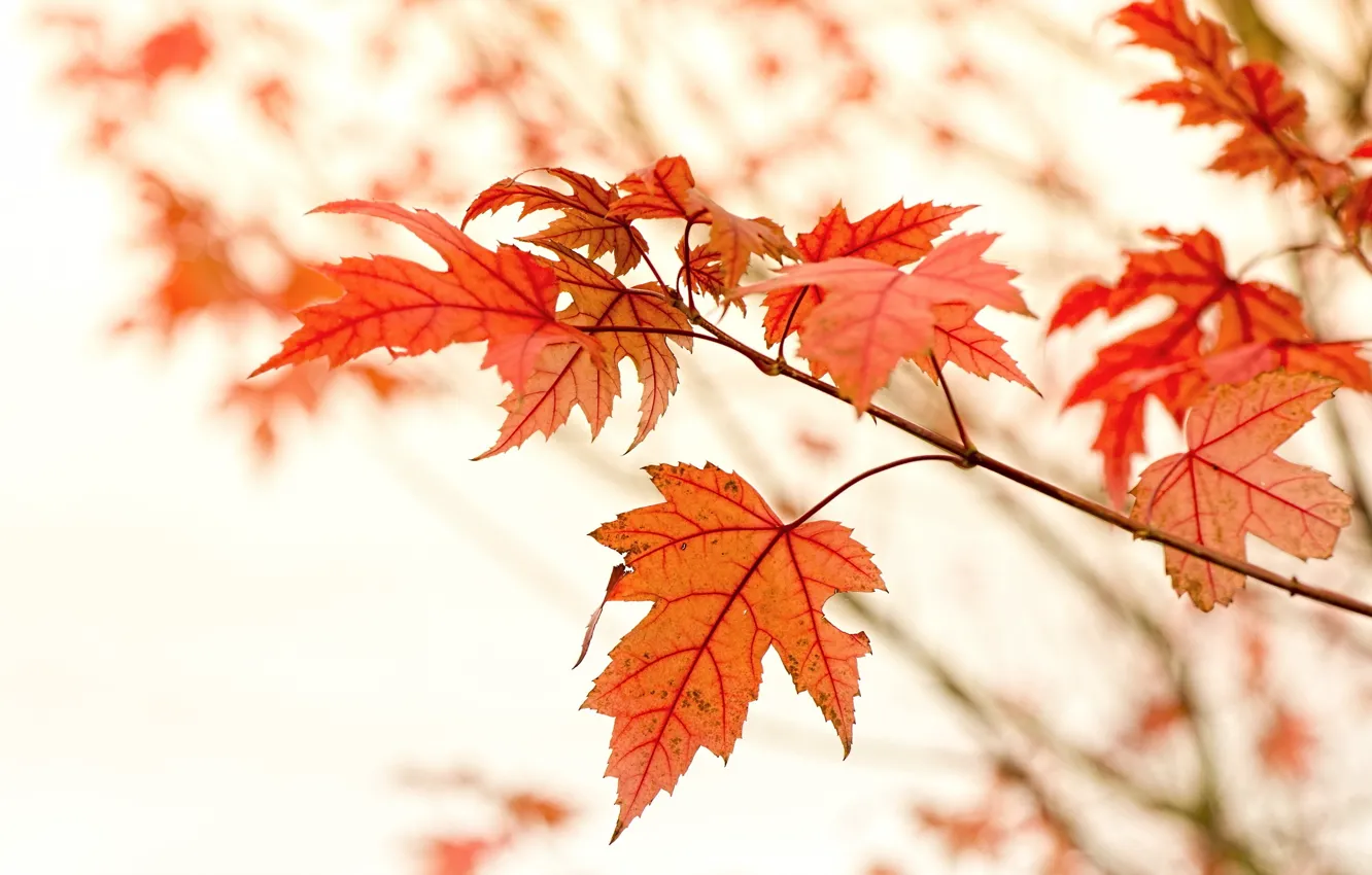 Фото обои Макро, Природа, Осень, Листья, Ветки, Клён