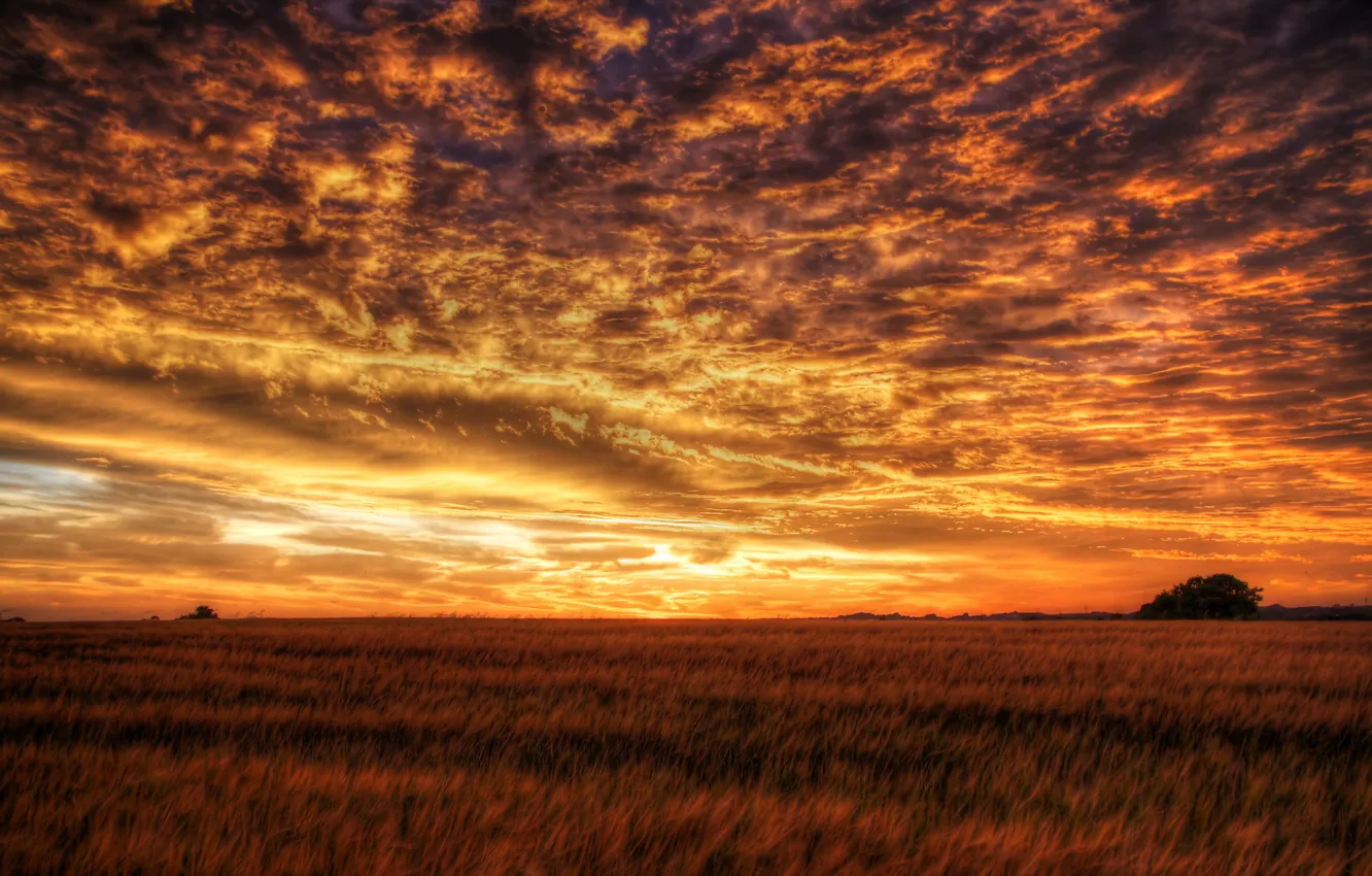 Фото обои поле, небо, пейзаж, закат