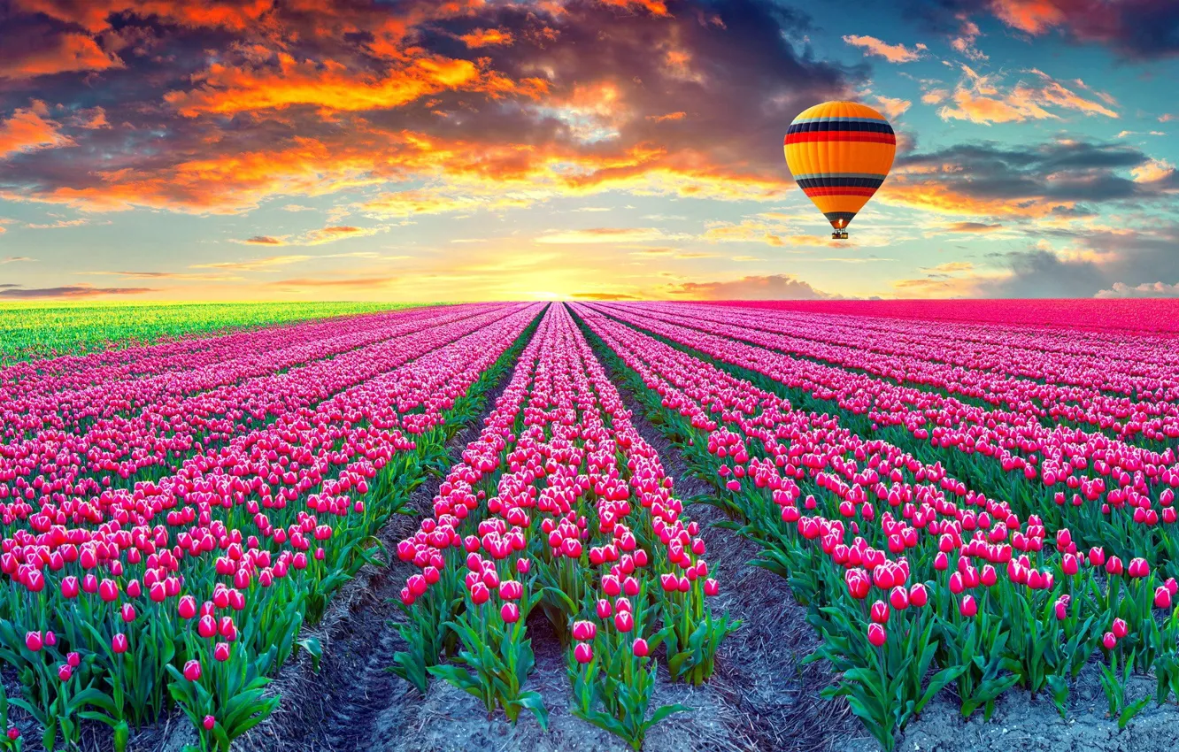 Фото обои поле, закат, воздушный шар, тюльпаны