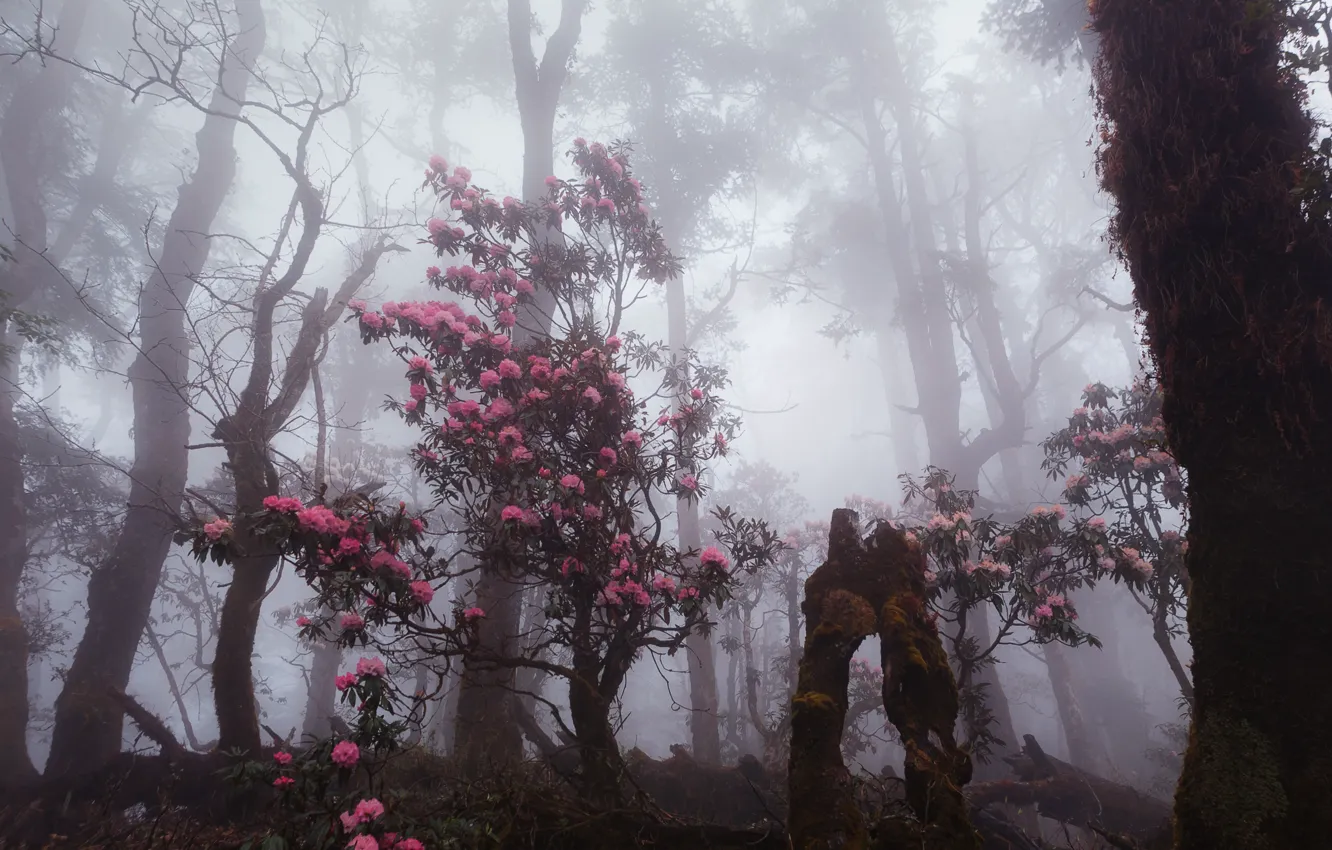 Фото обои лес, деревья, цветы, природа, туман, дымка