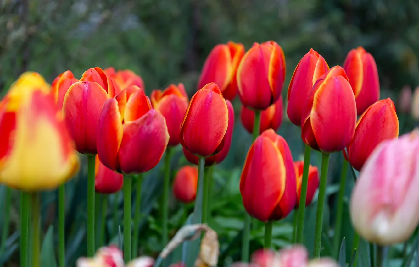 Фото обои цветы, весна, тюльпаны, красные, бутоны, клумба, много