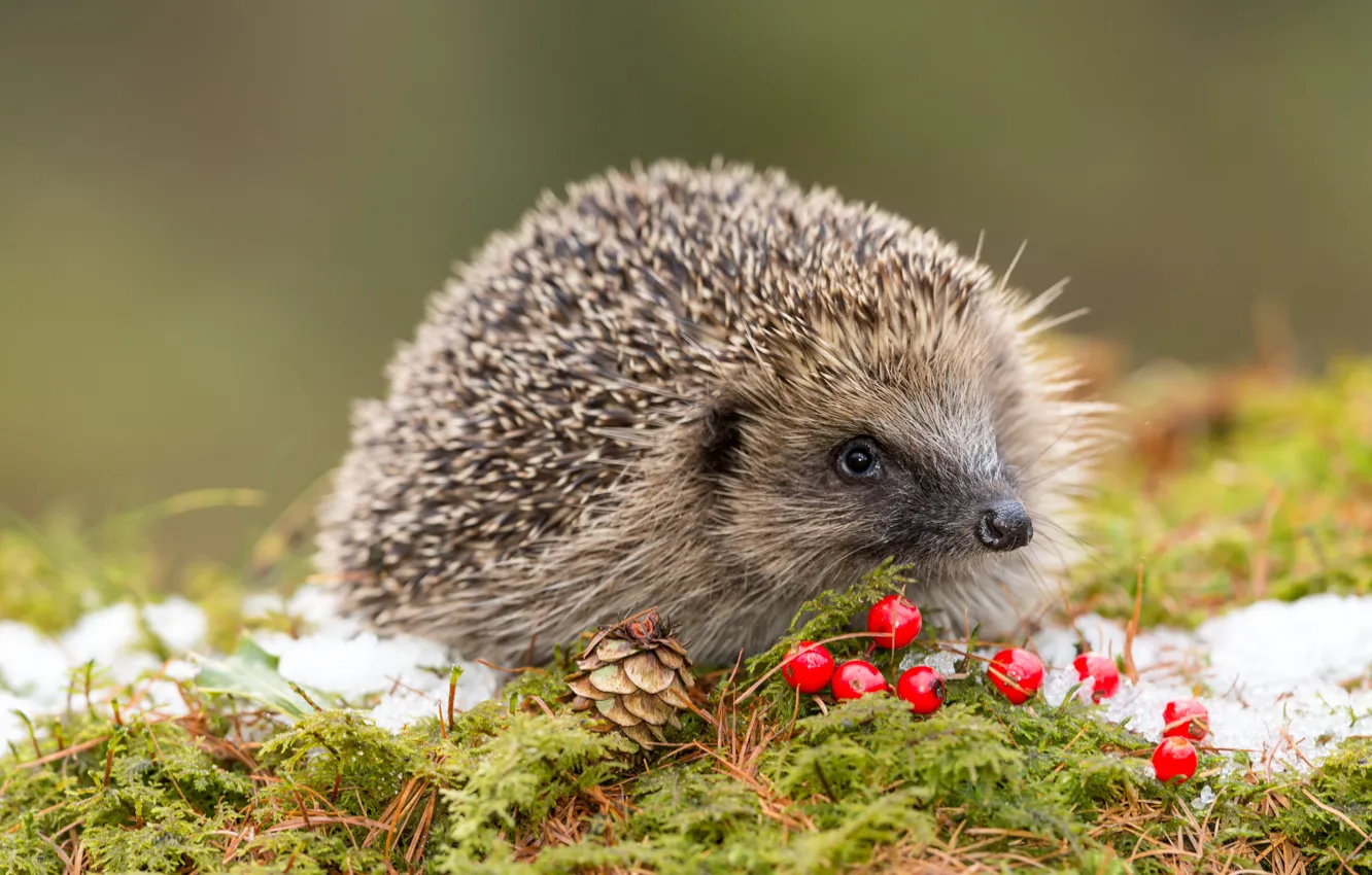 Фото обои Снег, Иголки, Мох, Wildlife, Дикая природа, Мордашка, Red berries, Европейский еж