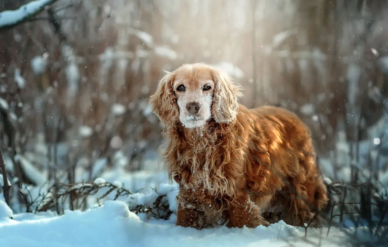 Фото обои зима, трава, снег, природа, животное, собака, кусты, пёс