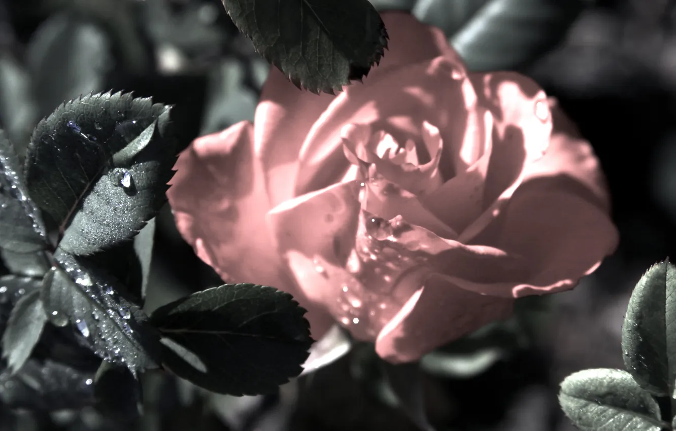 Фото обои цветок, листья, капли, розовая, роза