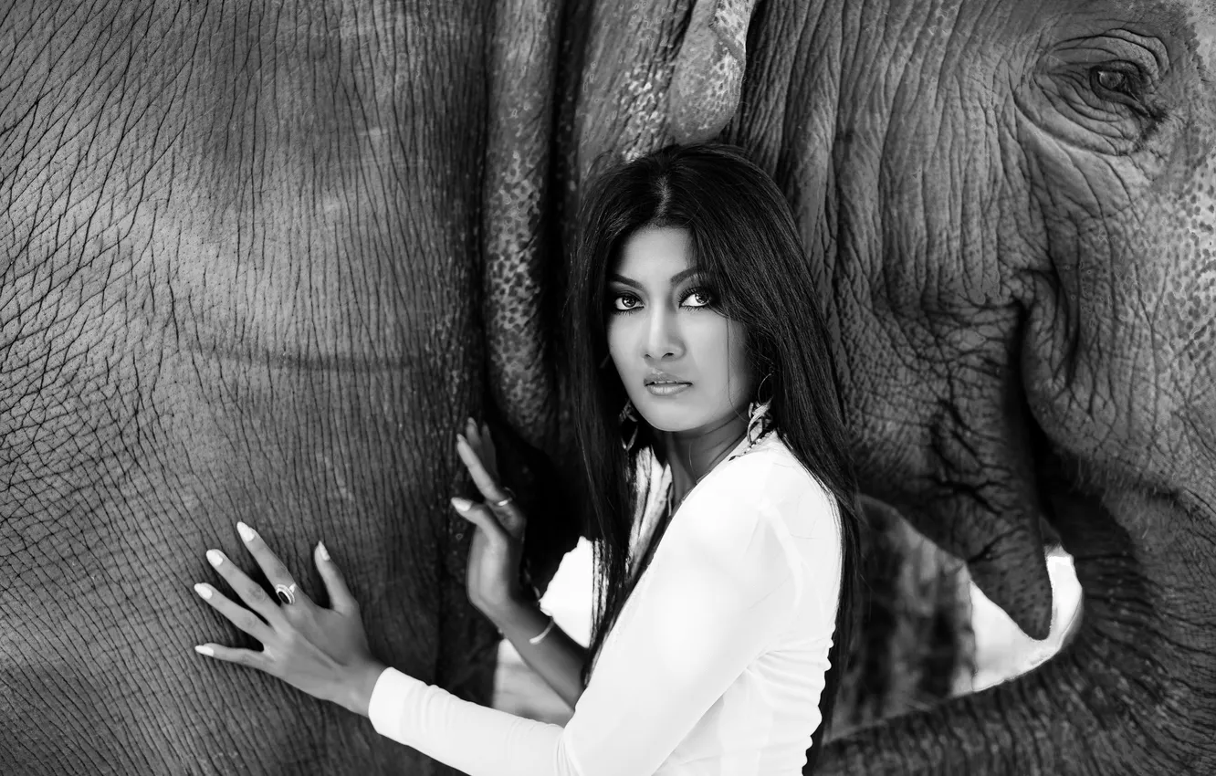 Фото обои взгляд, лицо, волосы, слон