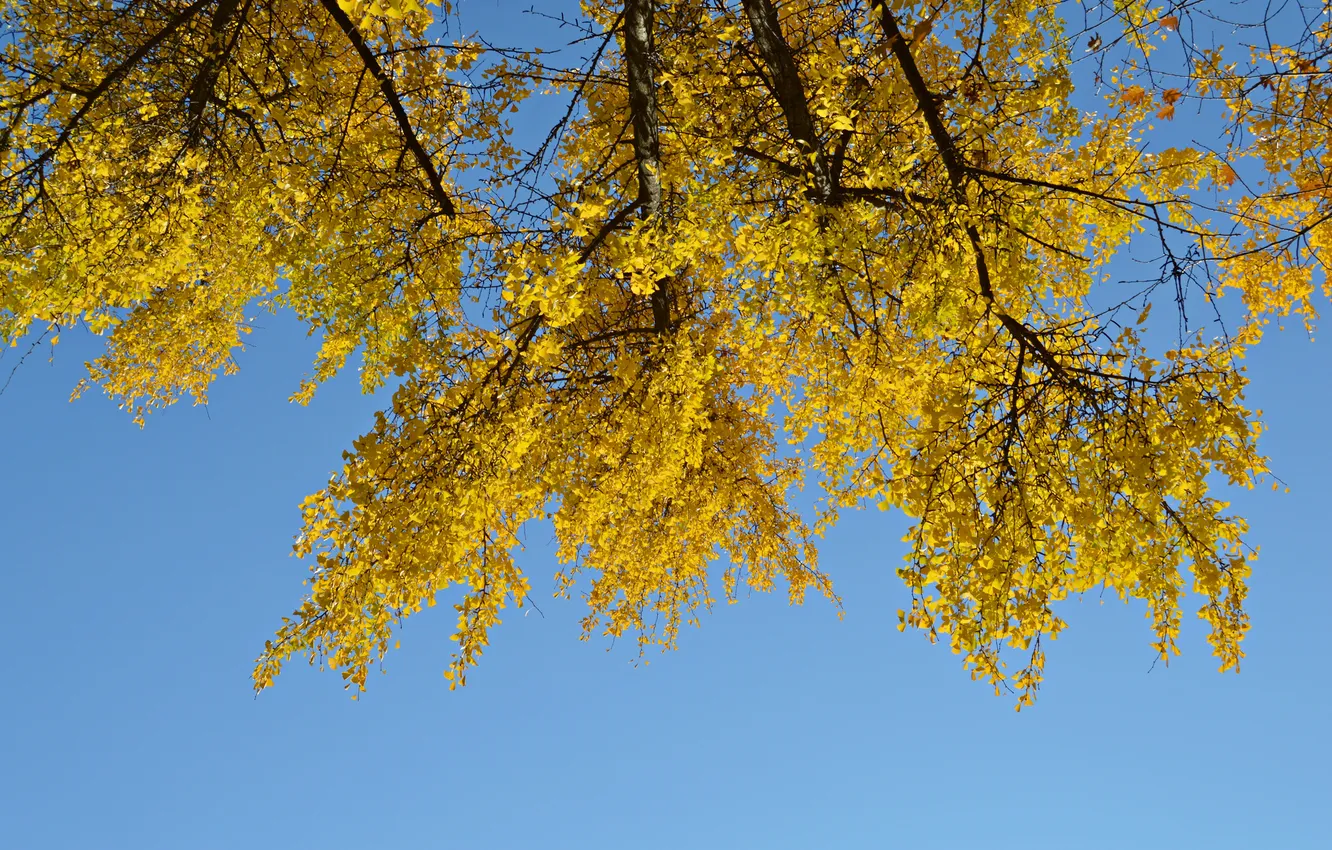 Фото обои осень, небо, листья, дерево, ветка