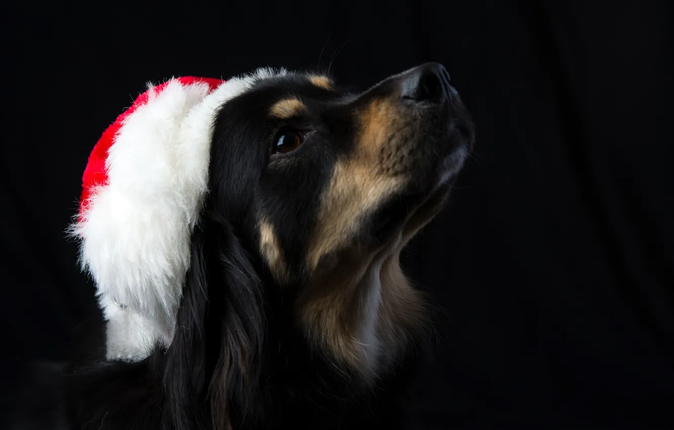 Фото обои морда, новый год, пес, Санта Клаус, колпак