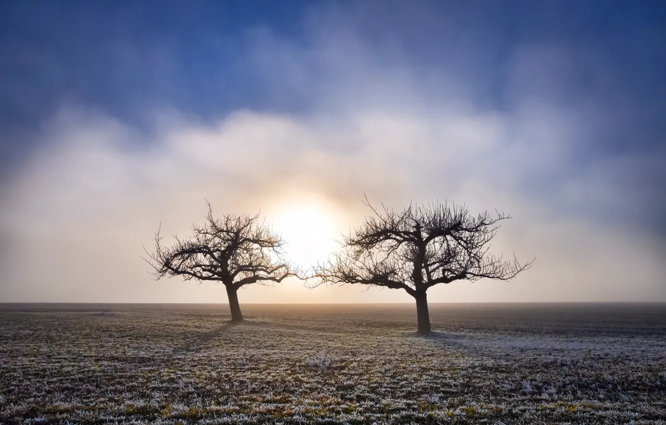 Фото обои поле, деревья, туман