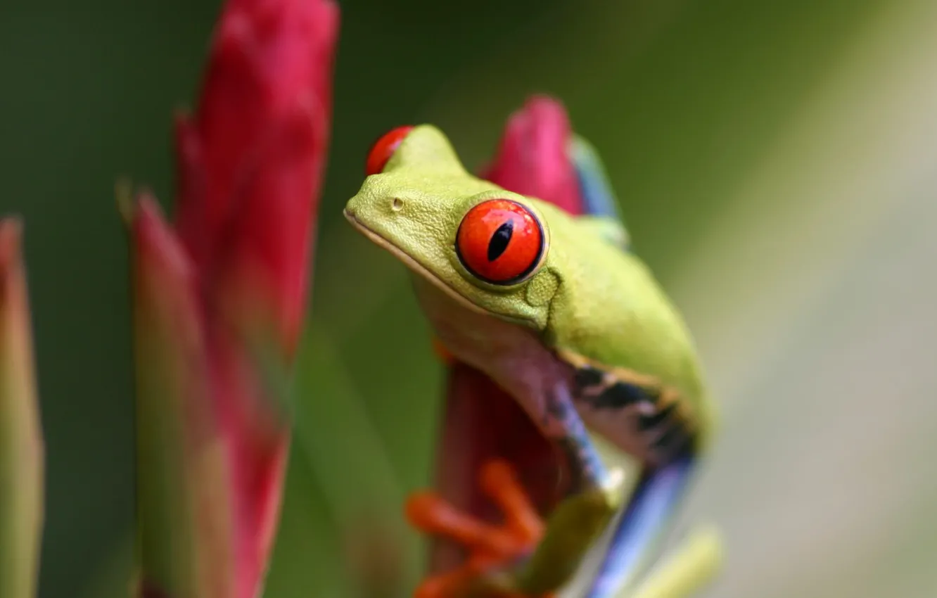 Фото обои green, frog, red eyes, twig