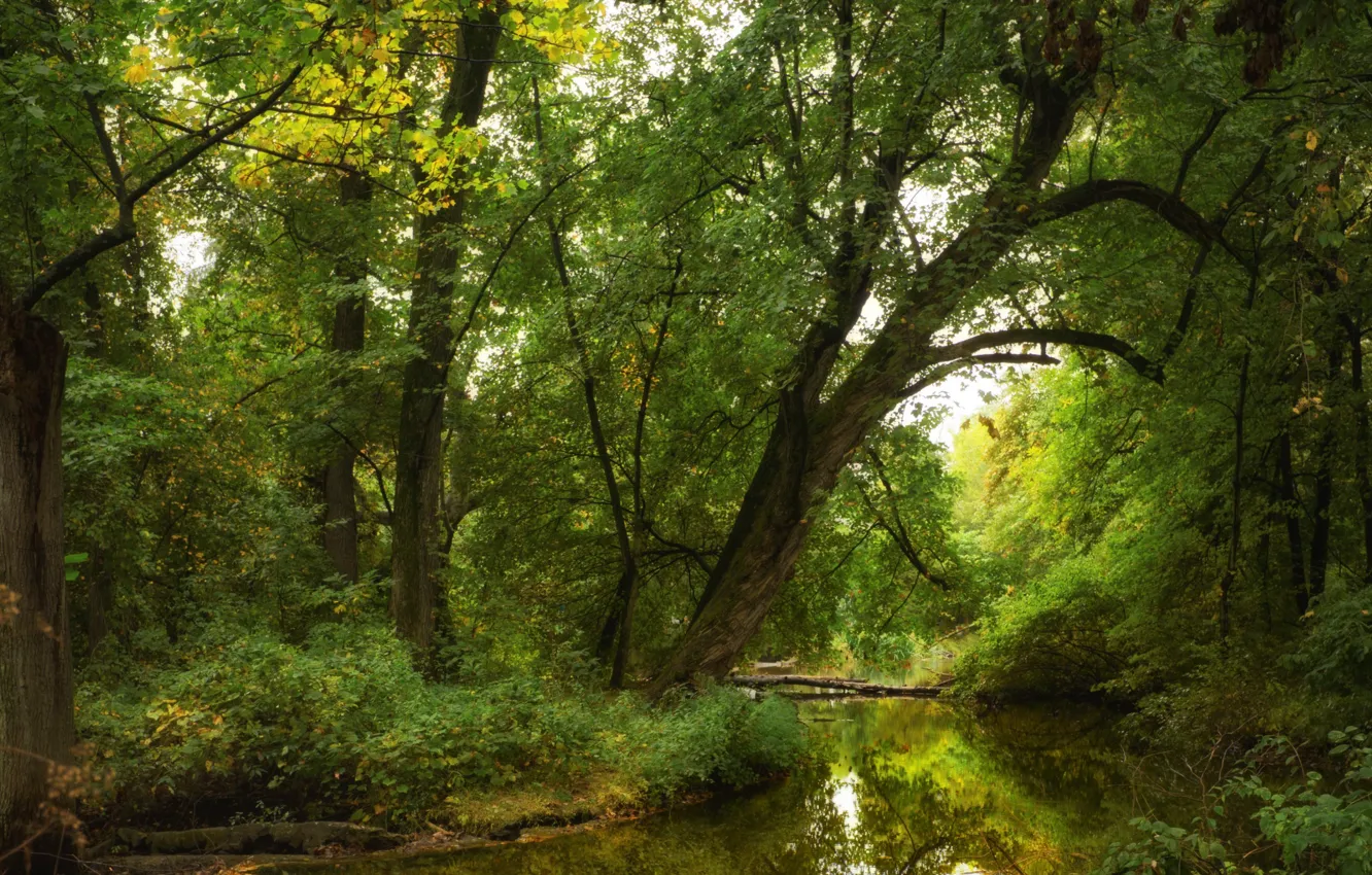Фото обои лес, деревья, река, ручей