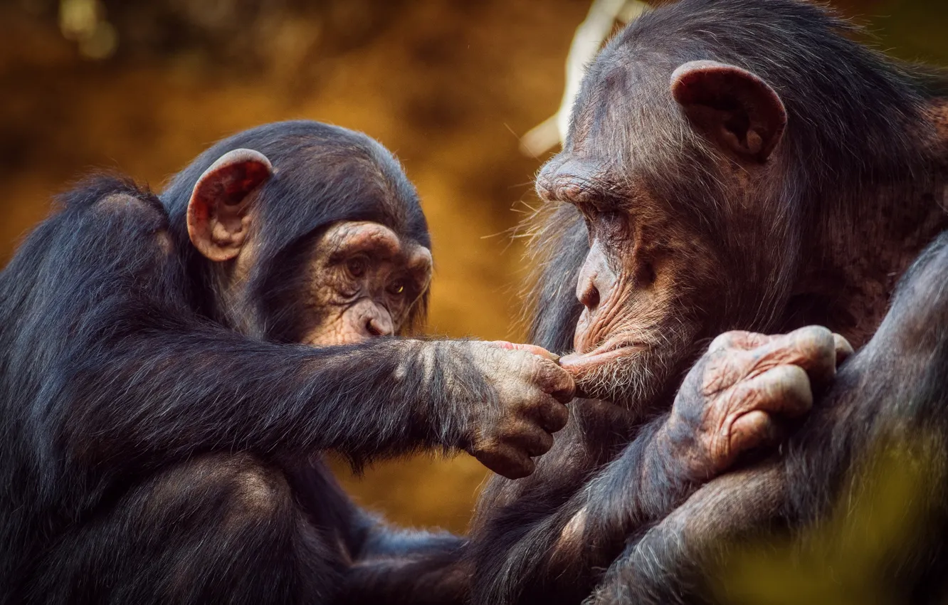 Фото обои игра, обезьяна, обезьяны, детёныш, шимпанзе