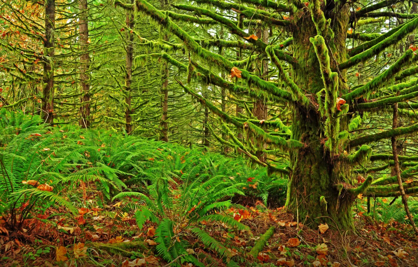 Фото обои лес, деревья, заросли, мох, чаща, Oregon