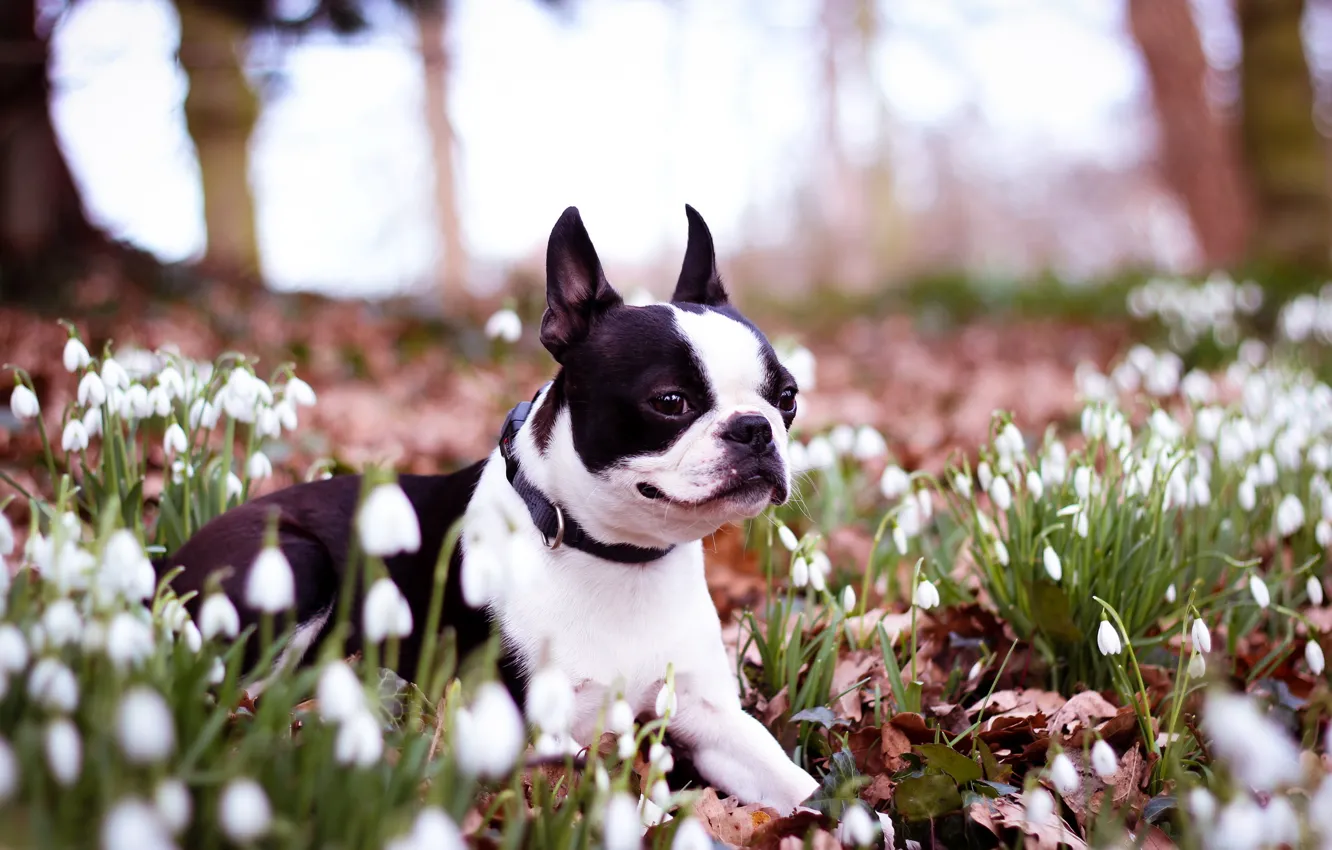 Фото обои цветы, собака, весна