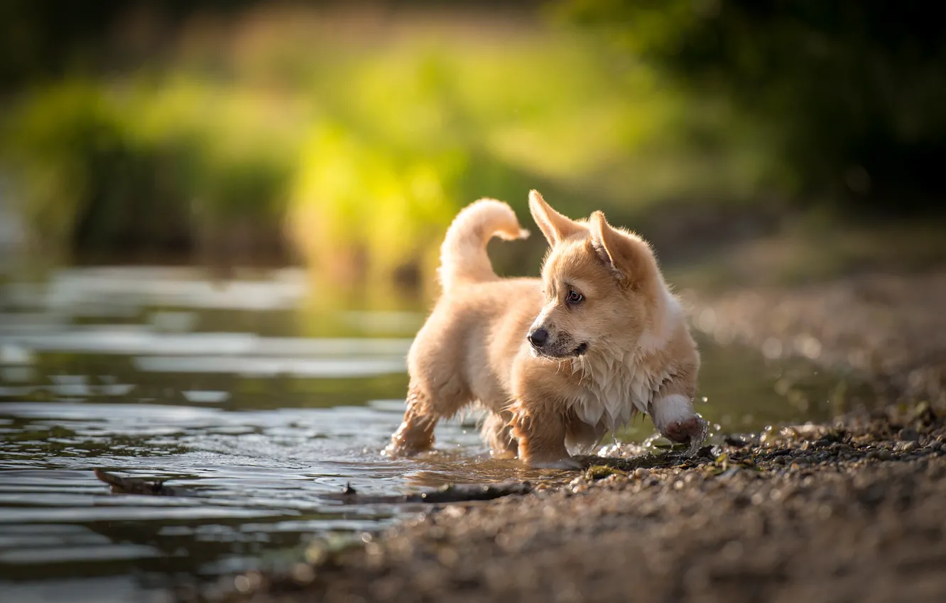Фото обои вода, малыш, щенок, Вельш-корги