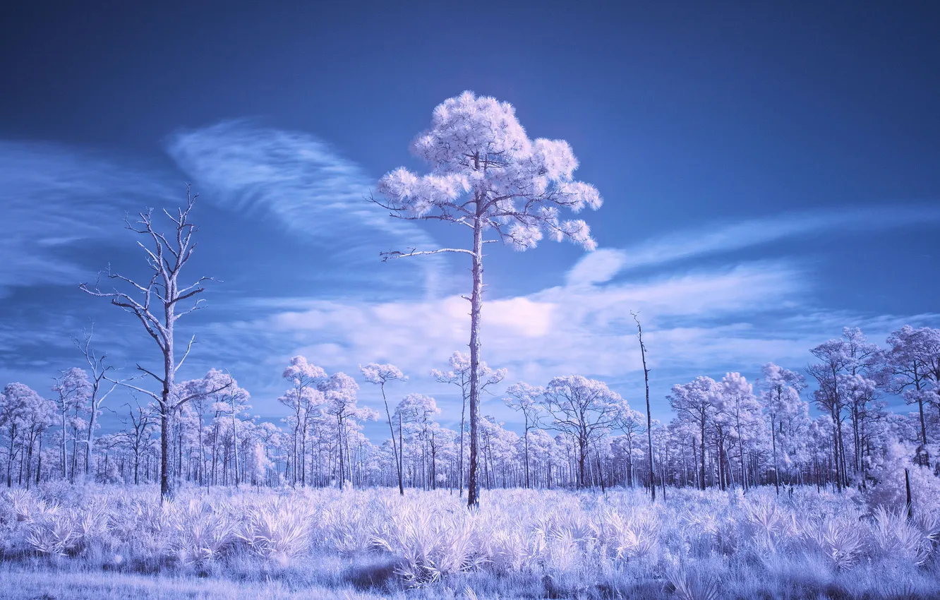 Фото обои лес, небо, трава, деревья, парк, Флорида, Национальный, Джонатана Дикинсона