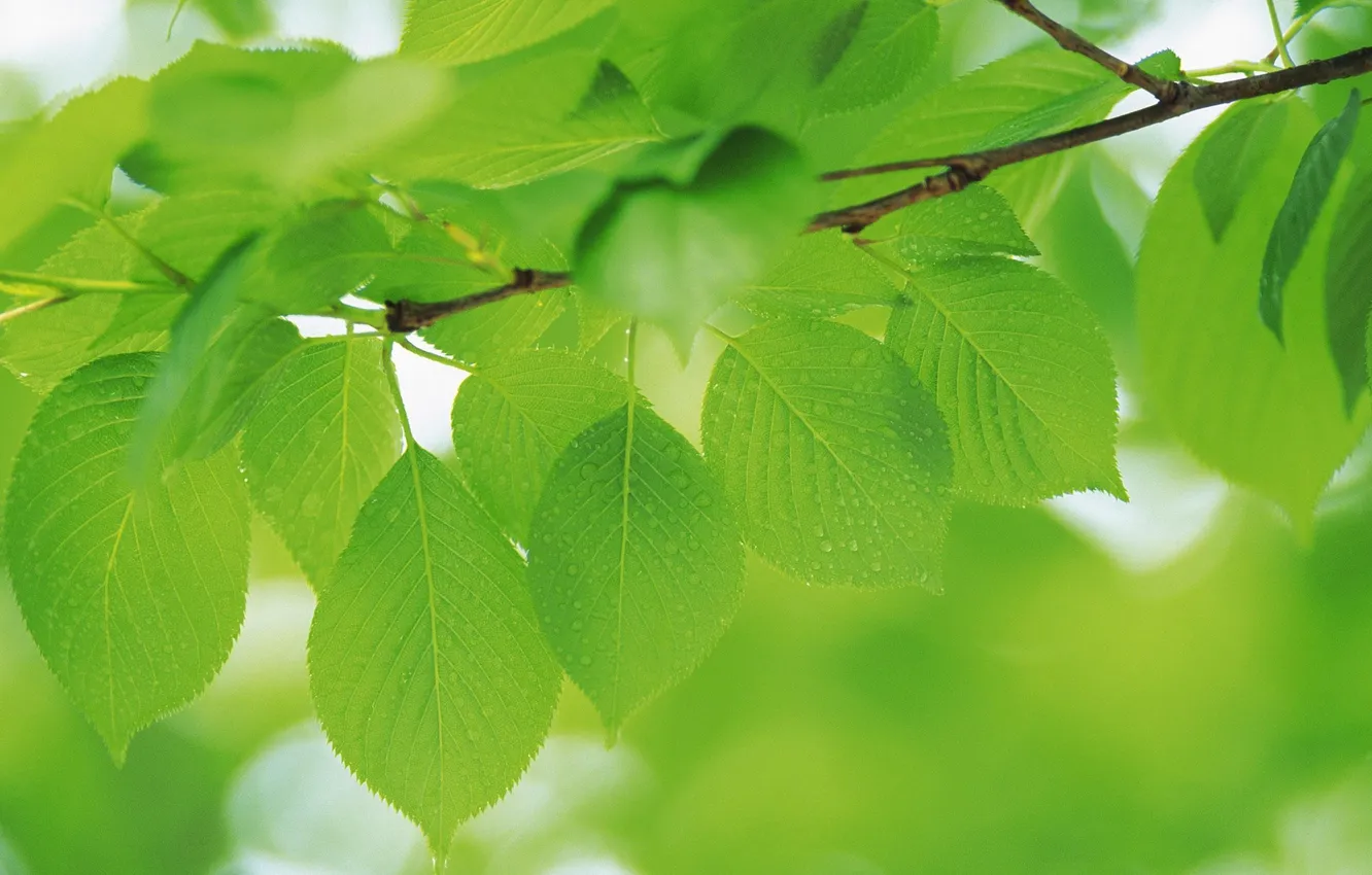 Фото обои зелень, листья, капли, макро, природа, green, ветка, зеленые