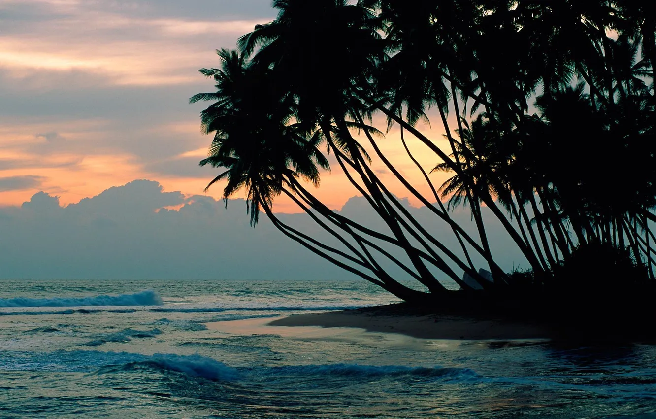 Фото обои море, закат, тучи, пальмы, вечер, прибой