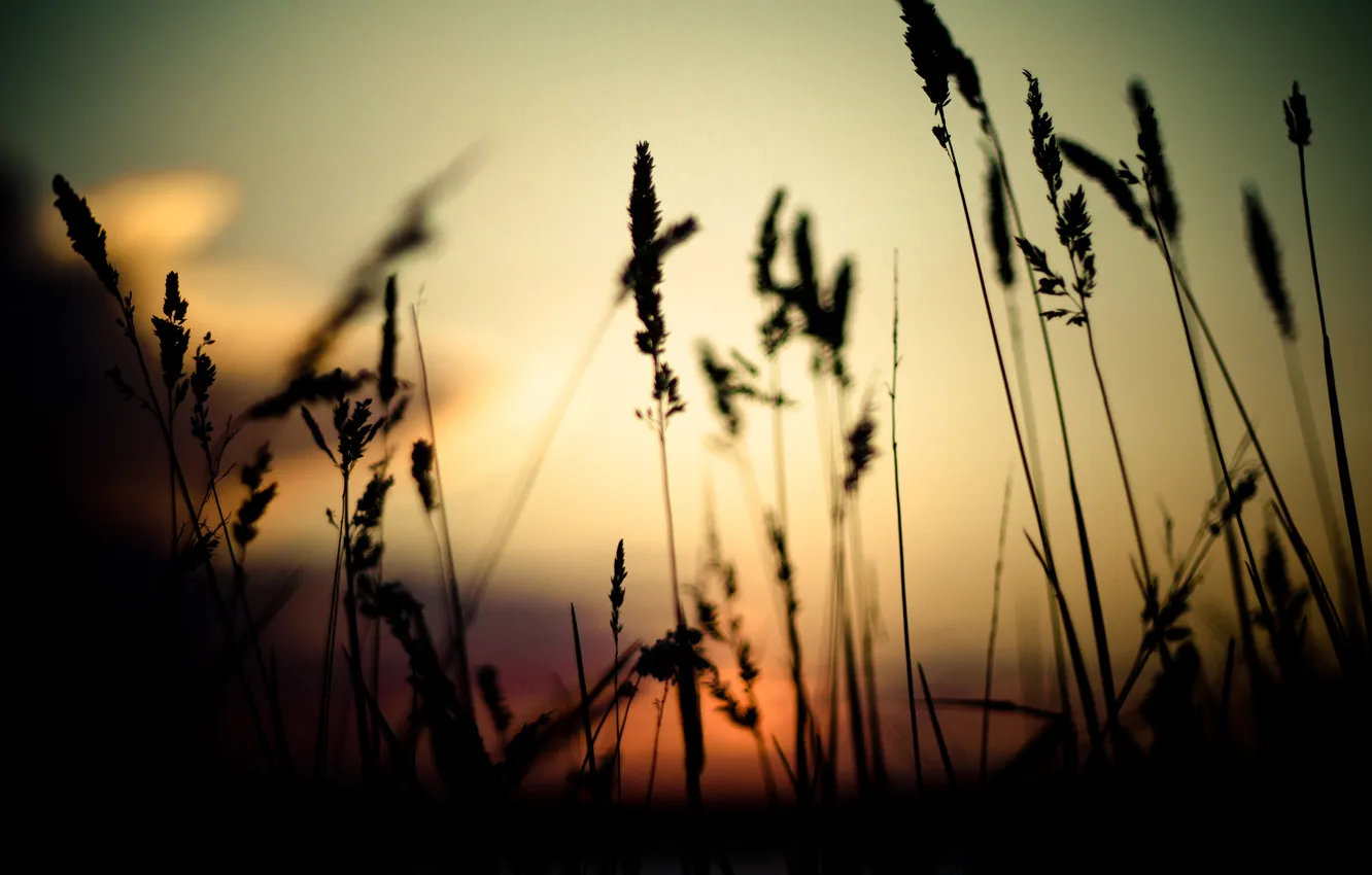 Фото обои трава, закат, природа, ростки, вечер, тени, nature