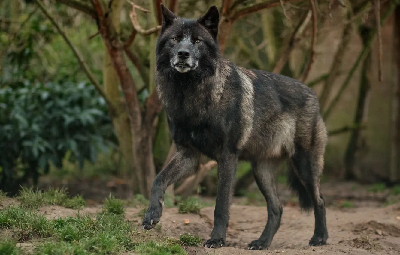 Фото обои nature, Gray Wolf, face, animal, wolf, canis lupus, wildlife, head