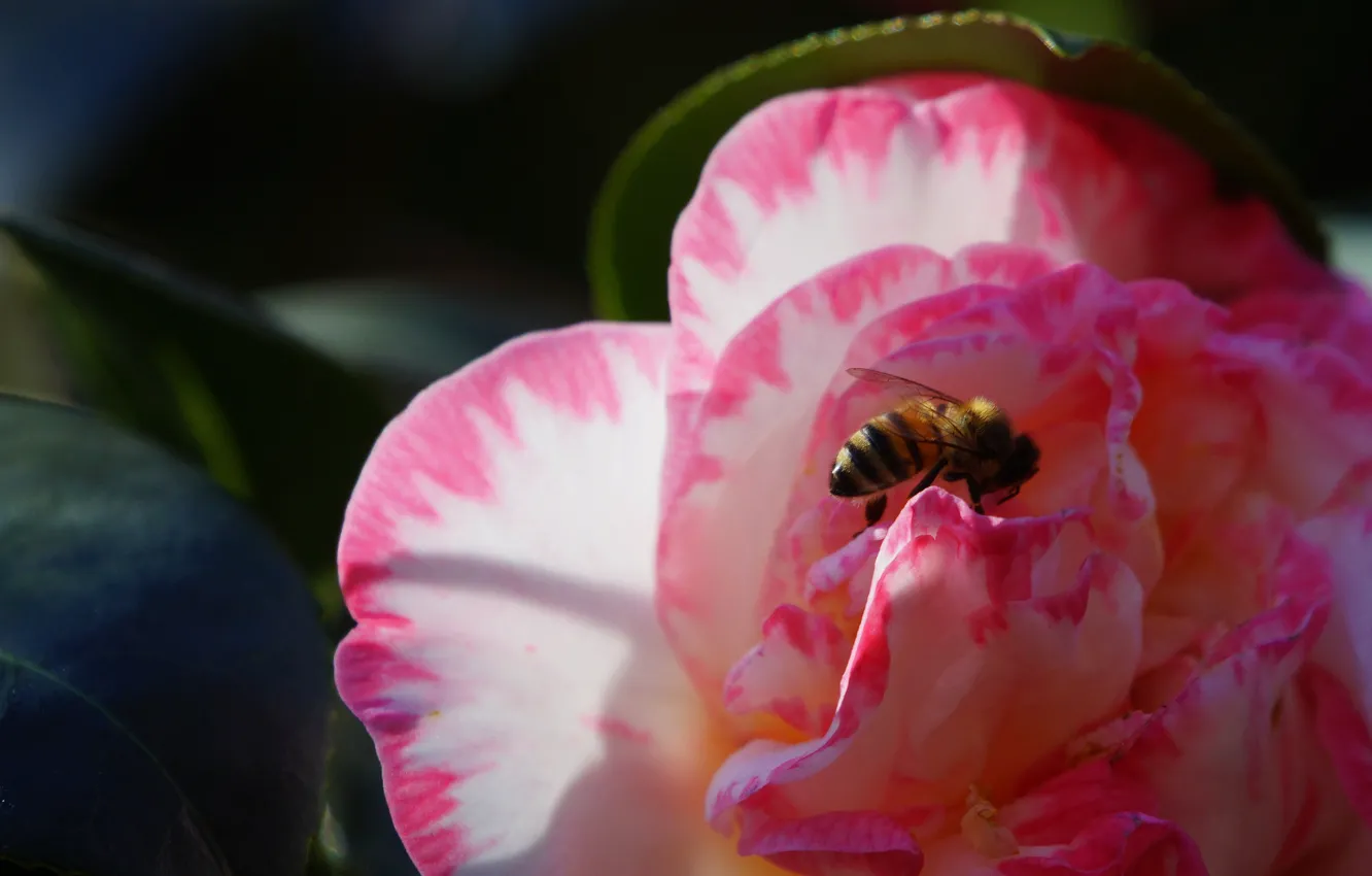 Фото обои цветок, листья, макро, темный фон, пчела, розовый, лепестки, насекомое