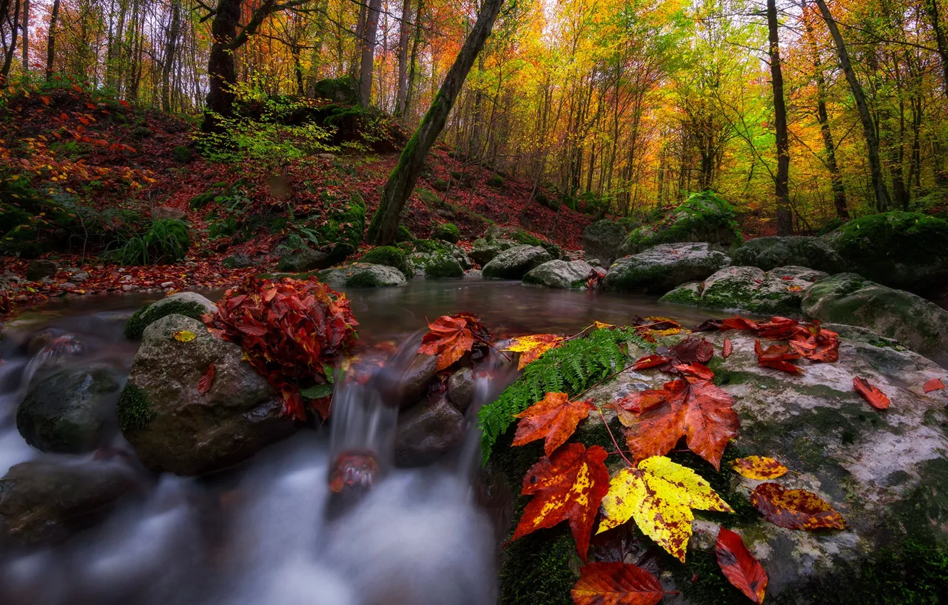 Фото обои осень, лес, листья, деревья, пейзаж, природа, ручей, камни