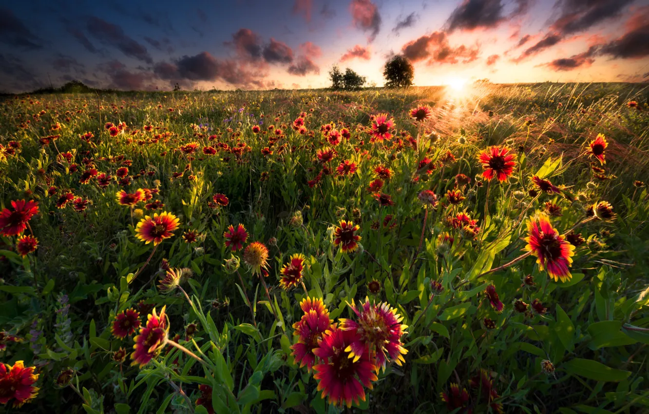 Фото обои поле, лето, солнце, лучи, цветы, луг, гайлардия