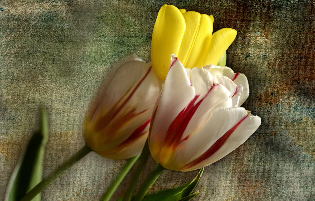 Фото обои фон, тюльпаны, трио, бутоны