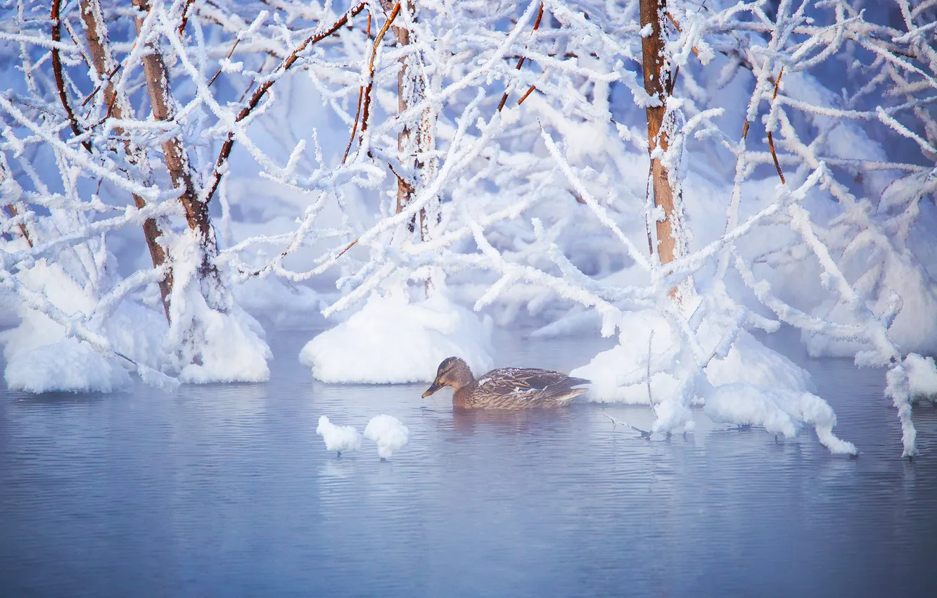 Фото обои зима, вода, снег, деревья, ветки, птица, утка