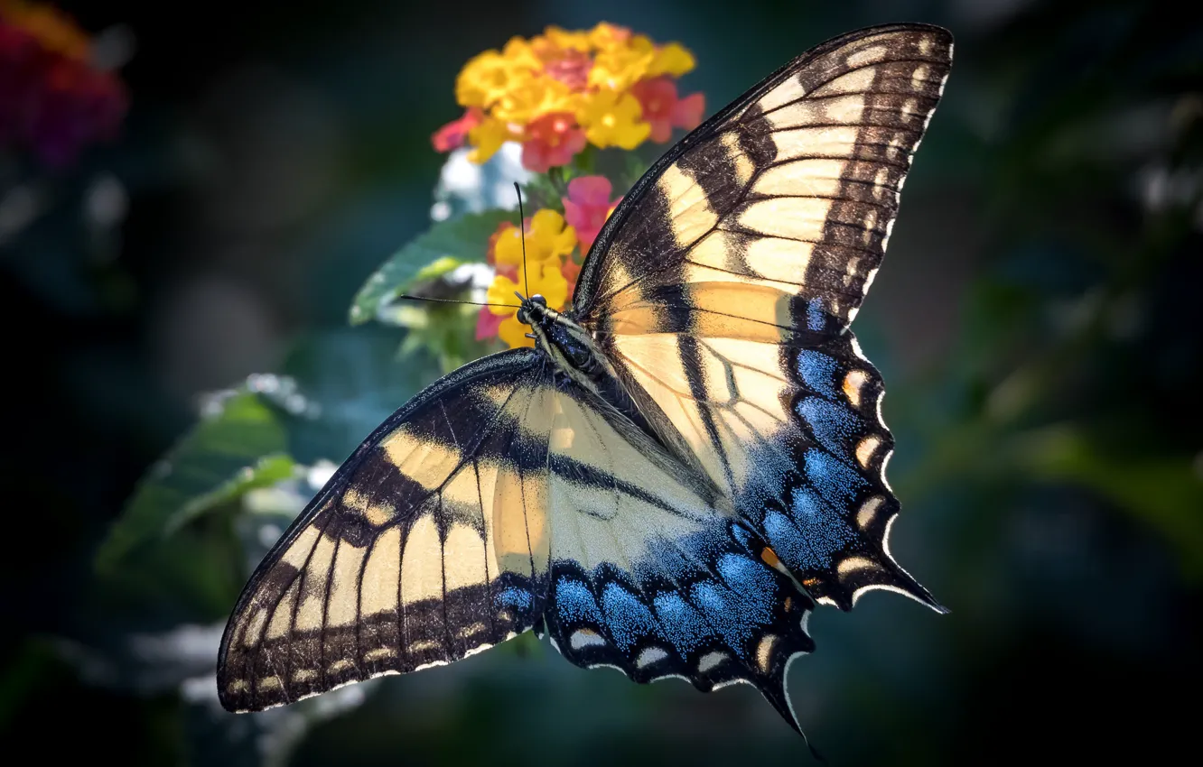 Фото обои цветок, бабочка, крылья, насекомое