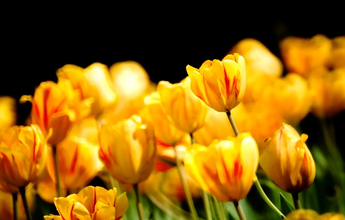 Фото обои цветы, природа, весна, лепестки, тюльпаны, бутоны