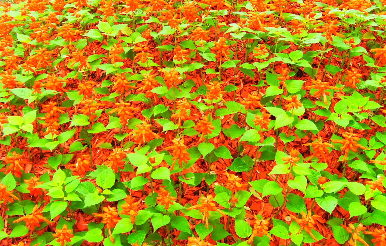 Фото обои листья, цветы, красный, зелёный, клумба