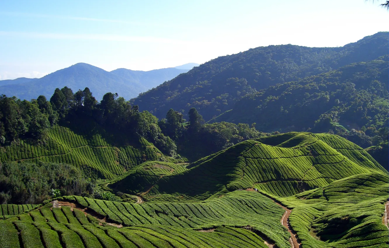 Фото обои горы, Индия, чайные поля, Beautiful Tea Fields