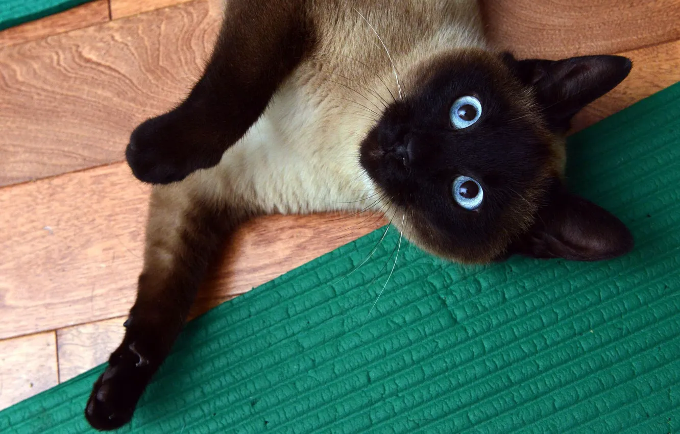 Фото обои кошка, глаза, кот, взгляд, поза, зеленый, лапа, голубые