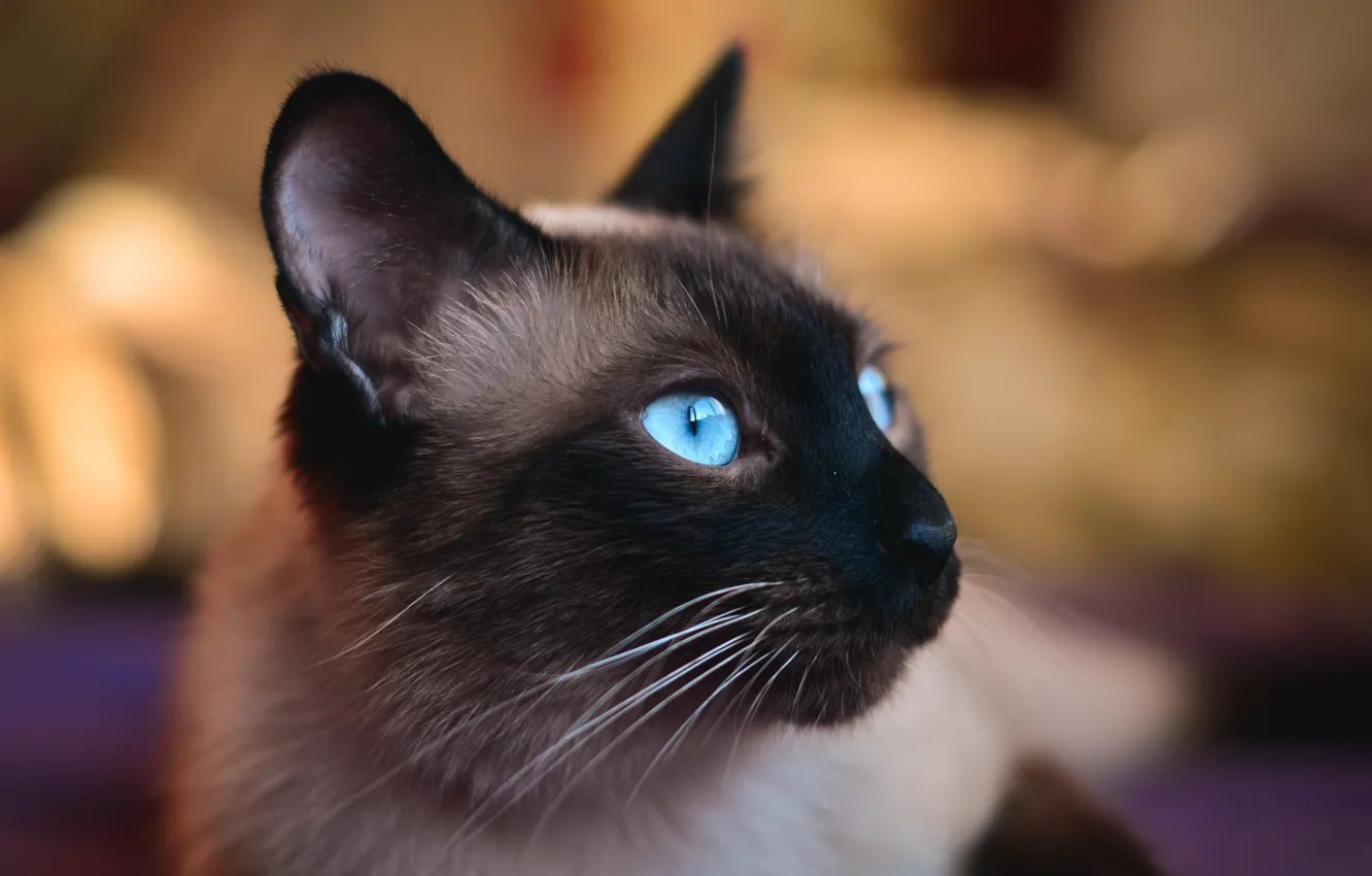 Фото обои глаза, кот, голубые