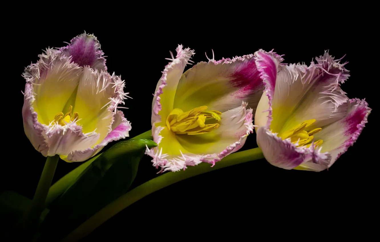 Фото обои макро, тюльпаны, махровый