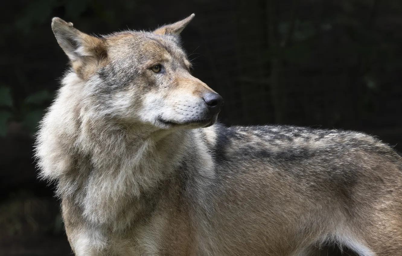 Фото обои fantasy, nature, art, snow, predator, face, animal, wolf