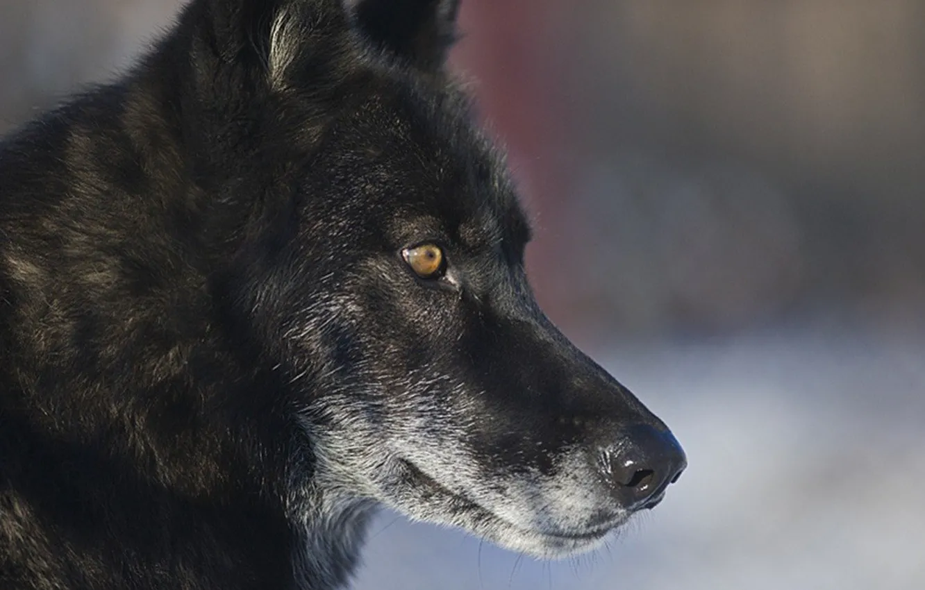 Фото обои nature, predator, animal, wolf, wildlife, portrait, portrait., Canis lupus. face