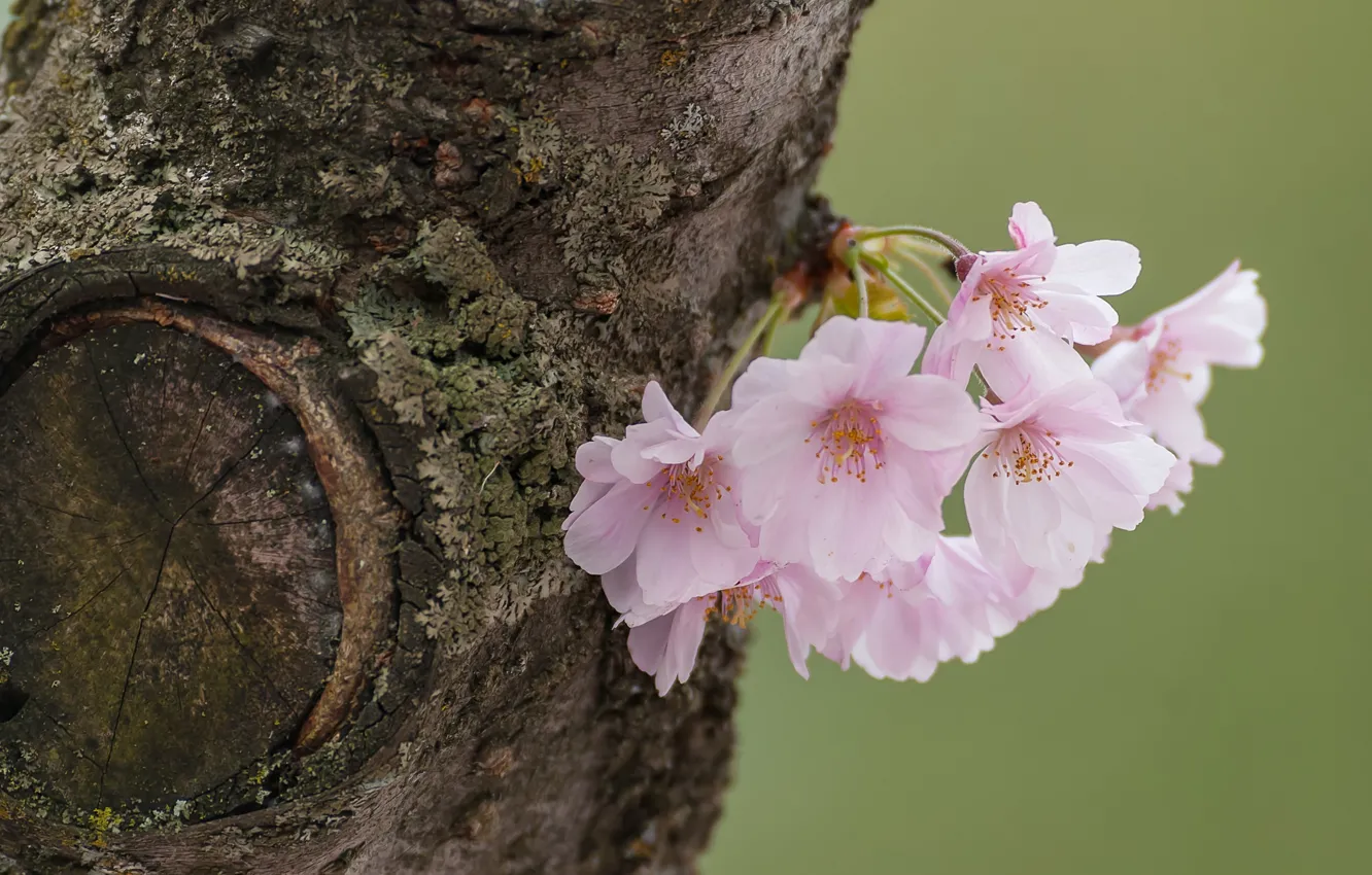 Фото обои макро, вишня, дерево, сакура, цветки