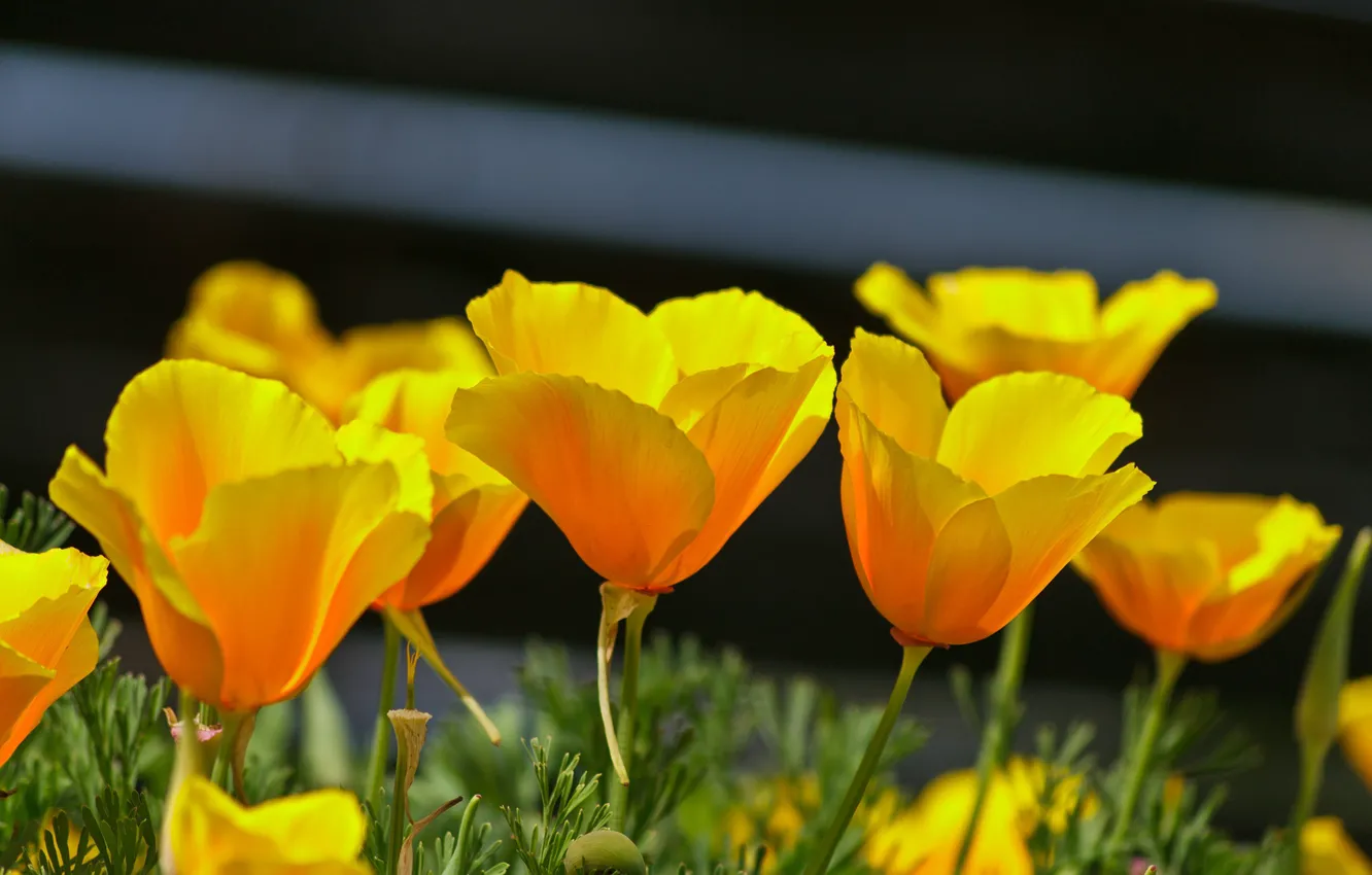 Фото обои Весна, Spring, Yellow poppies, Эшшольция, Калифорнийский мак