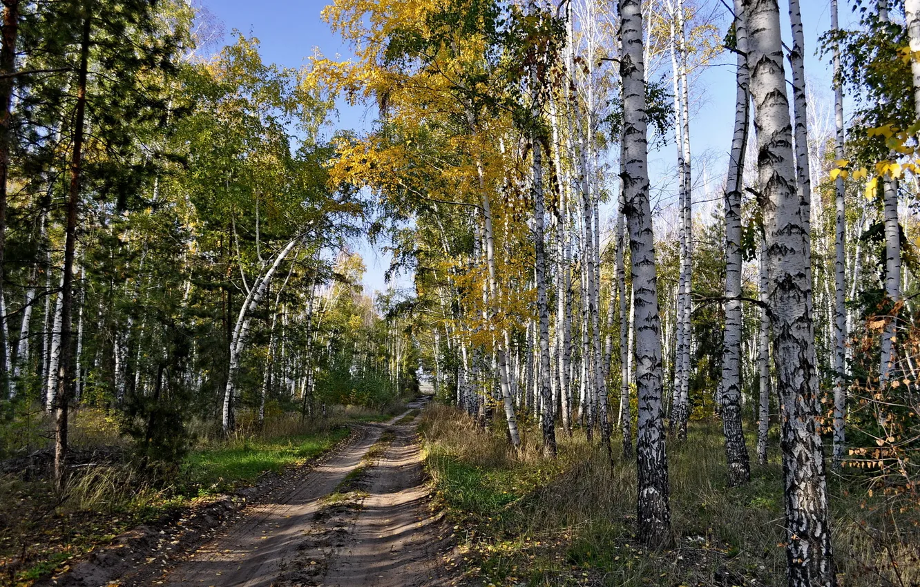 Фото обои дорога, лес, берёзы
