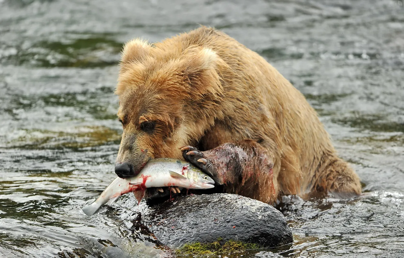 Фото обои река, рыба, медведь