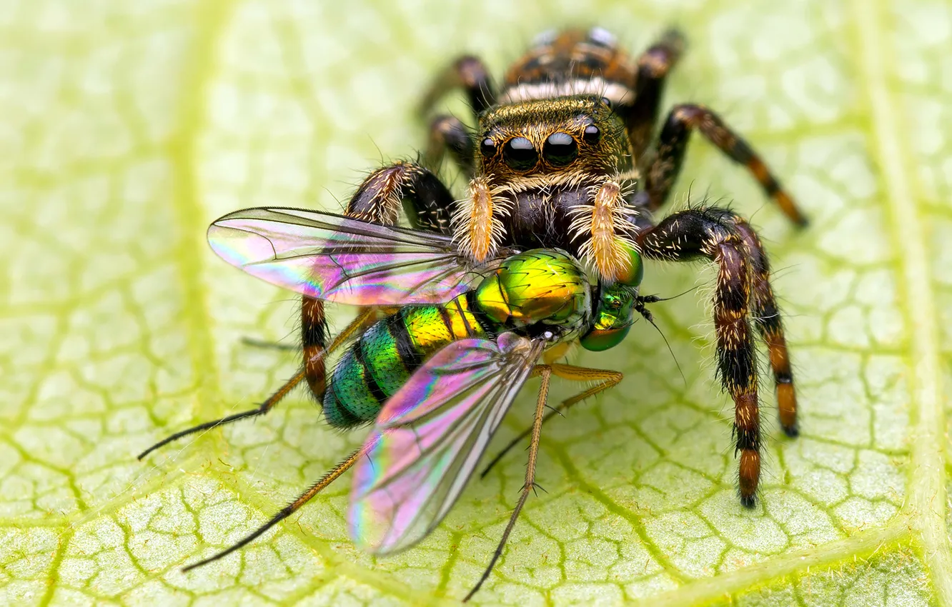 Фото обои глаза, насекомые, лист, муха, паук