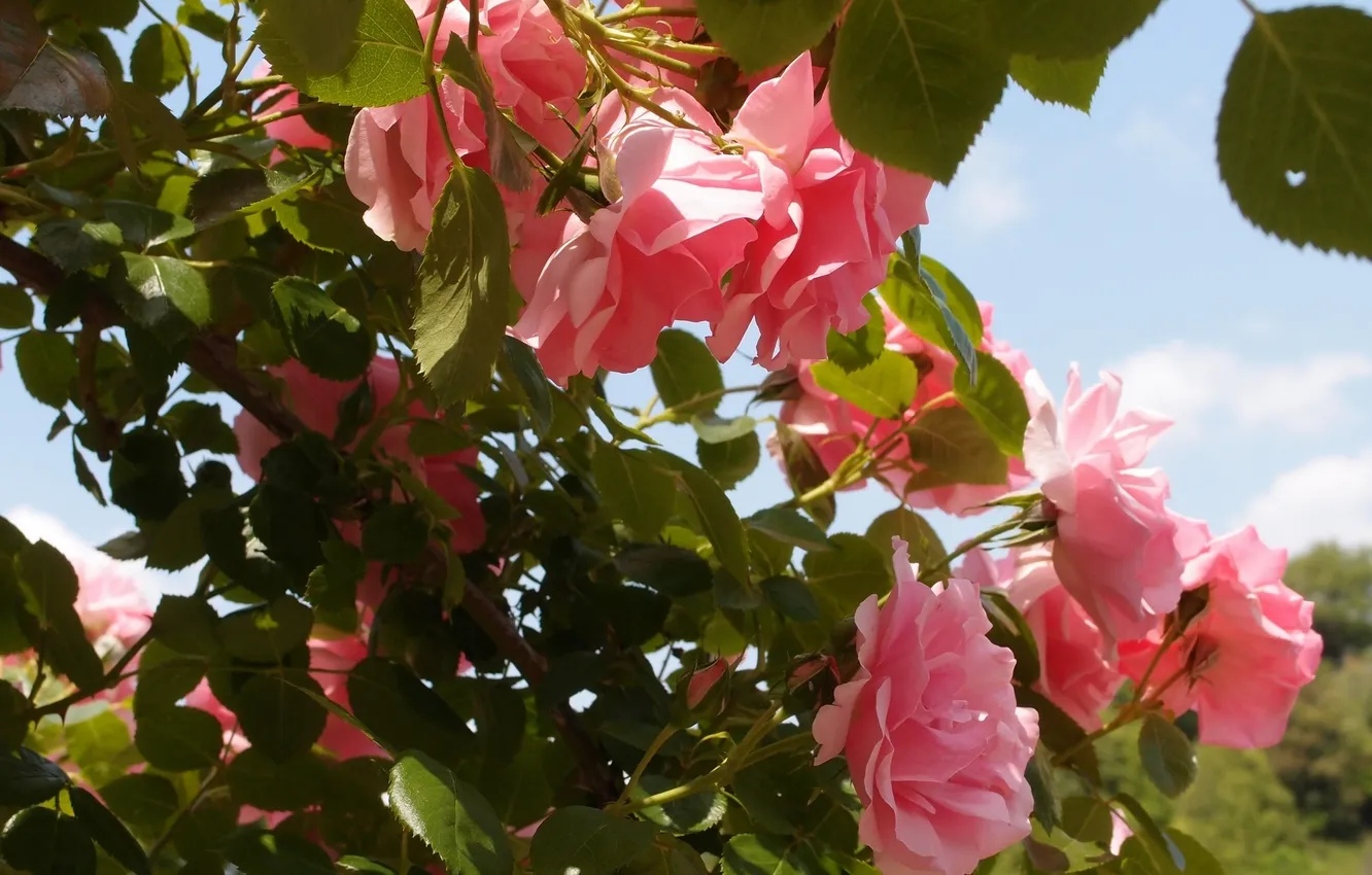 Фото обои листья, розы, розовый куст