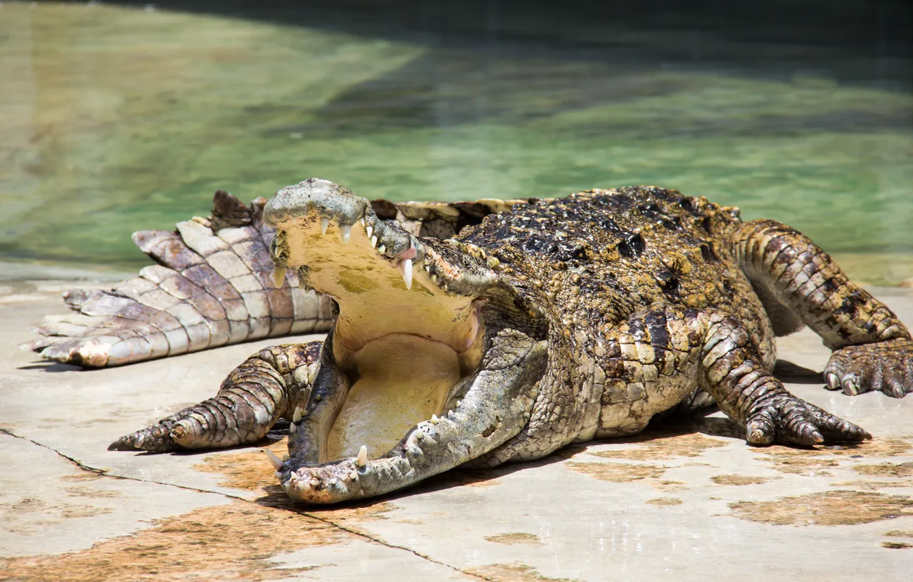 Фото обои crocodile, mouth, reptile, teeth