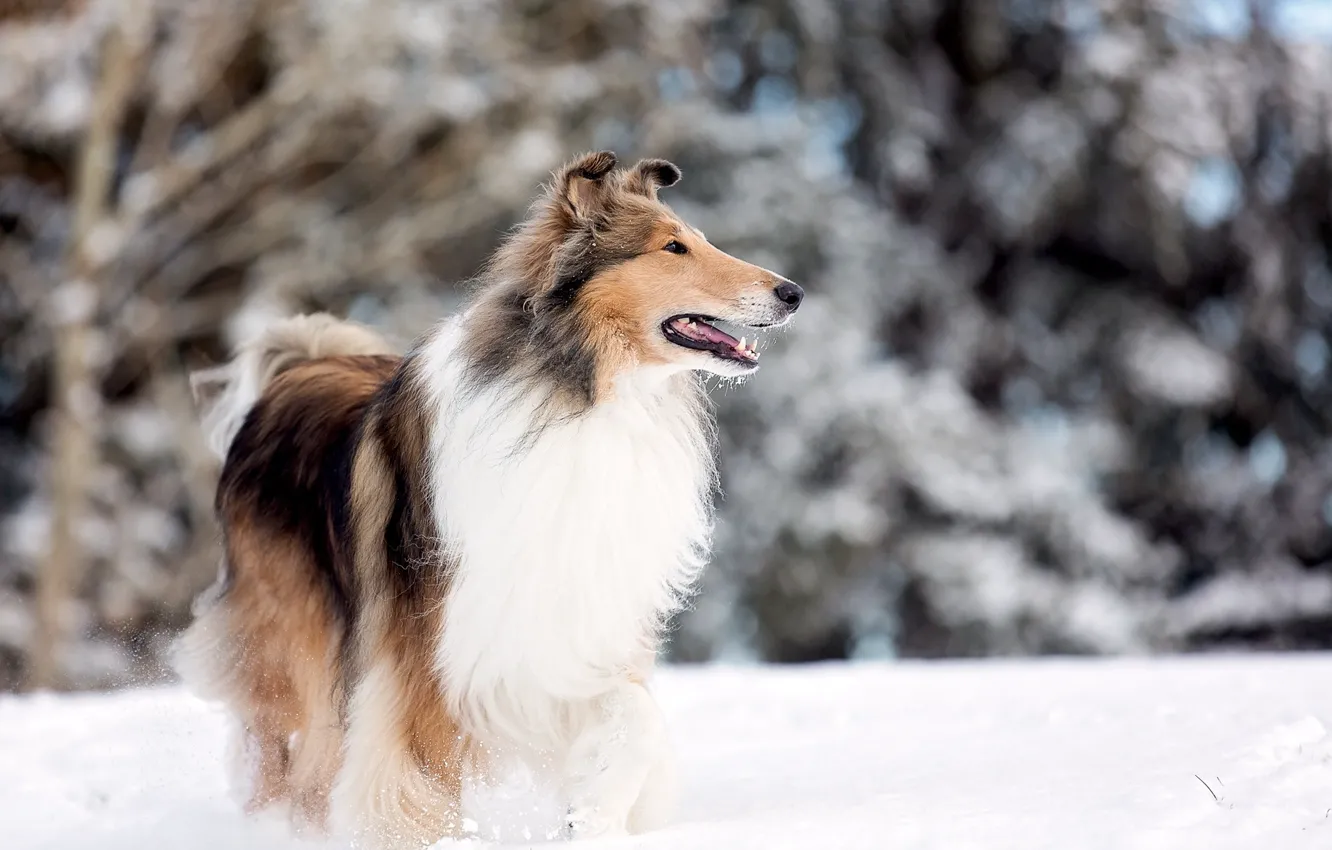 Фото обои dog, snow, park lake, rough collie