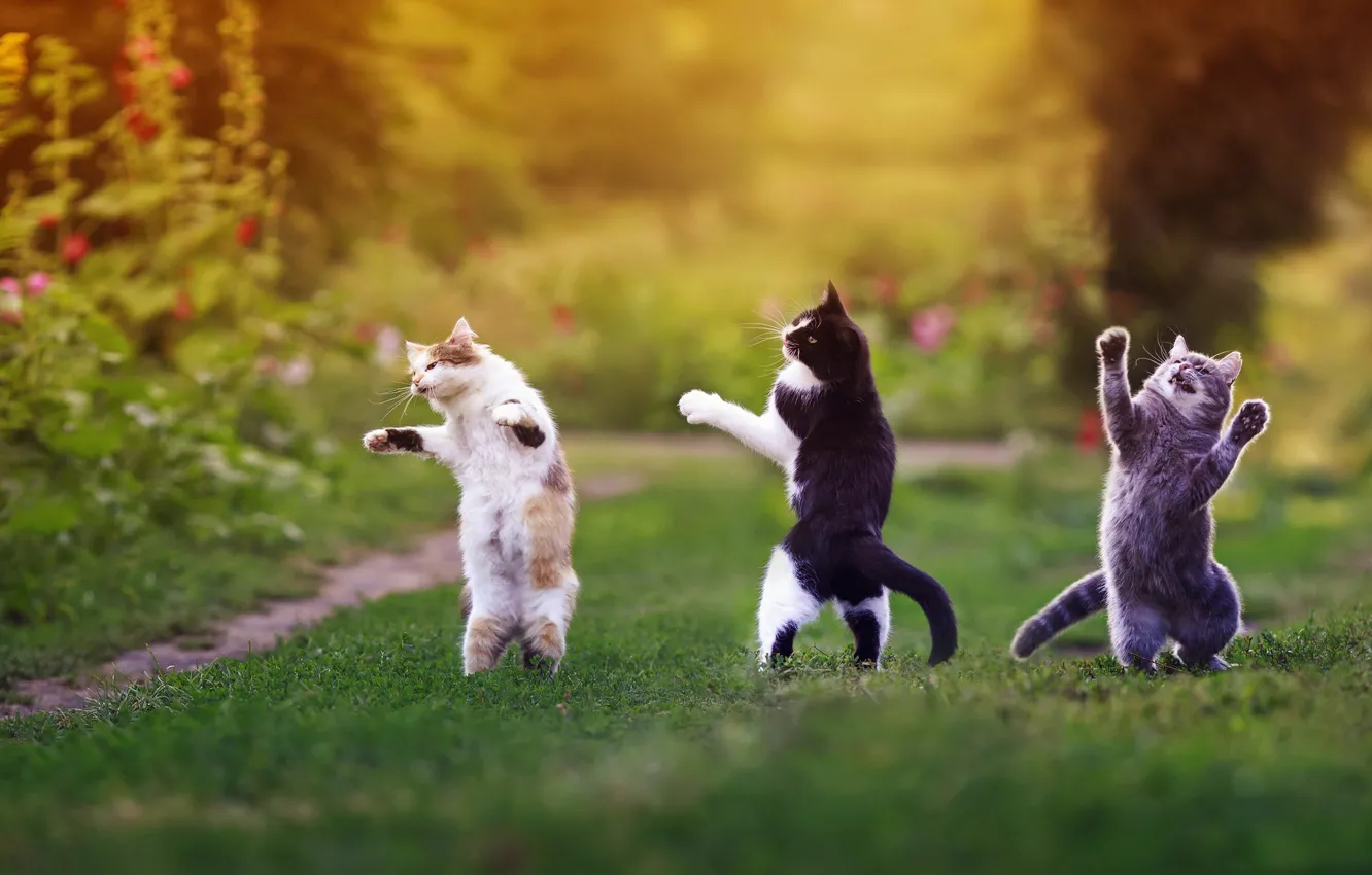 Фото обои лето, кошки, поляна, коты, танцы, стойка, кайф, тусовка