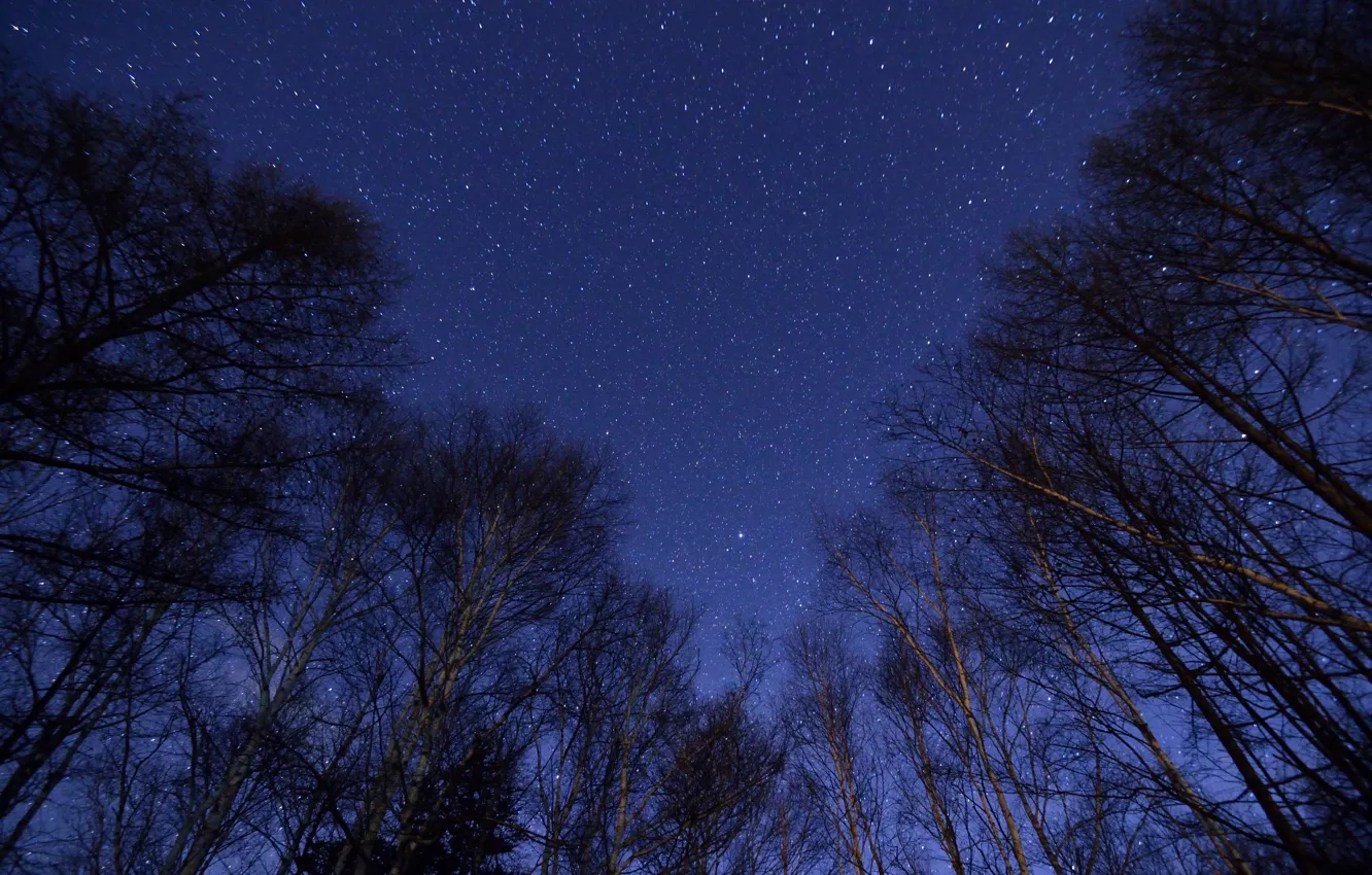 Фото обои космос, звезды, деревья, тайны